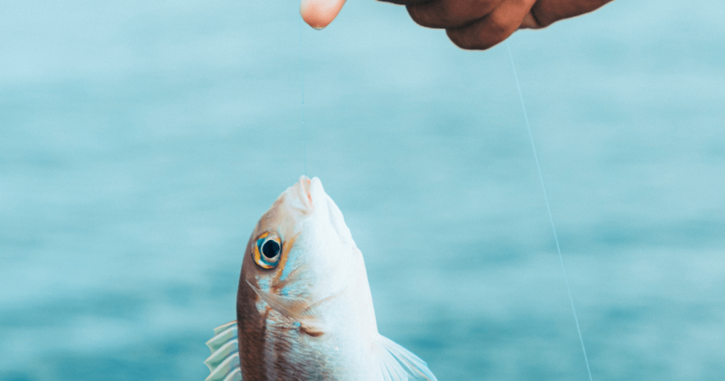 魚が釣れた！