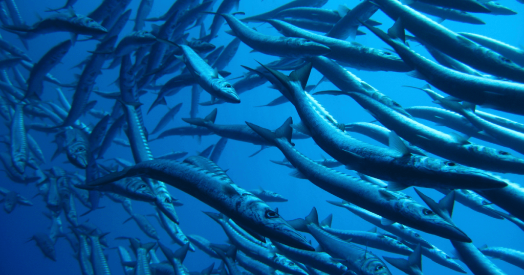 海中の魚